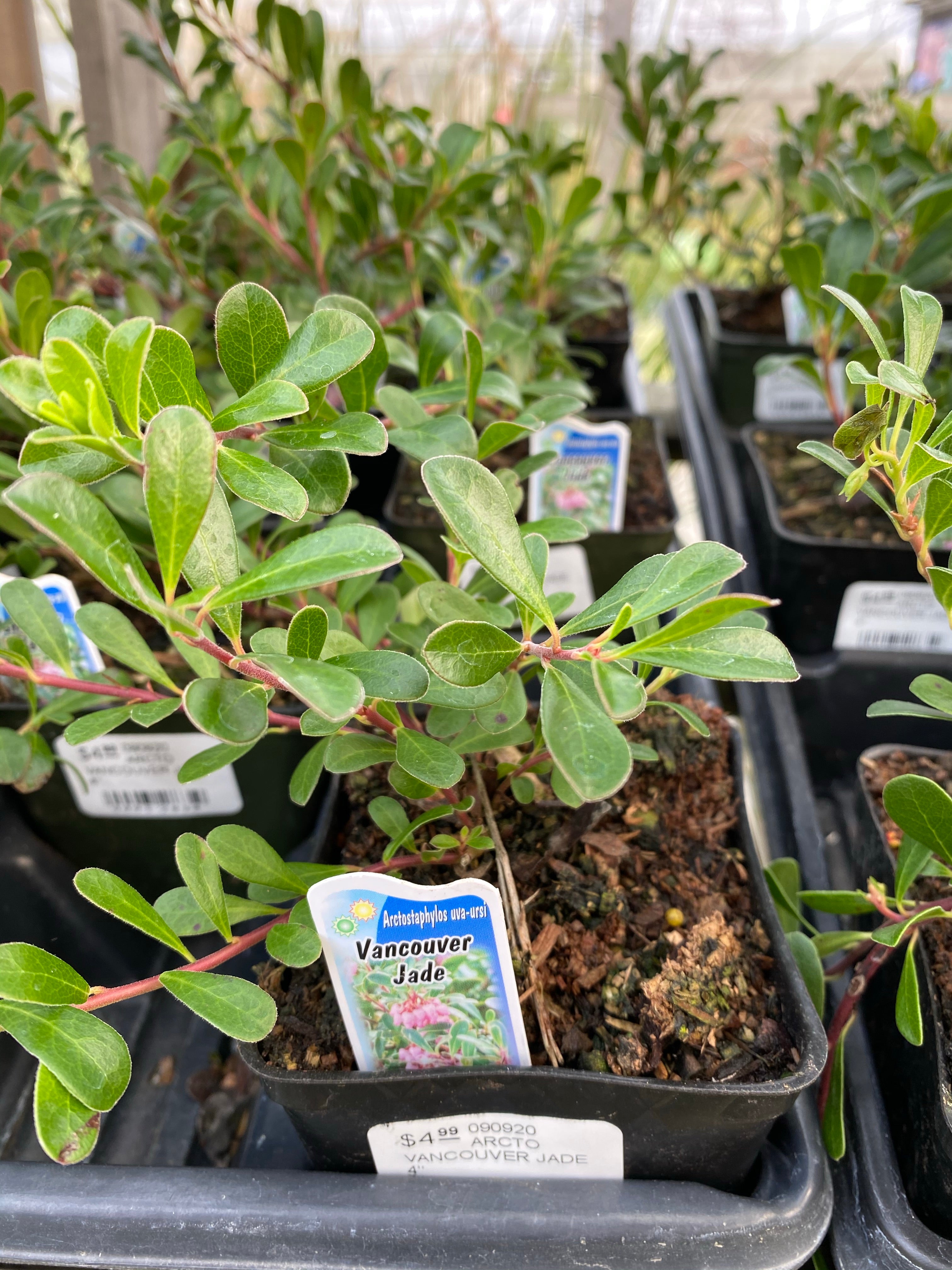 Kinnikinnick 'Vancouver Jade' 4"
